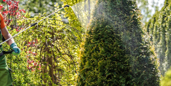 Tree Spraying Services