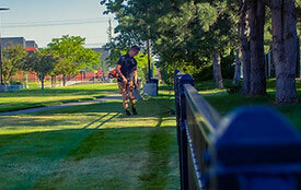 Removing Weed on lawn
