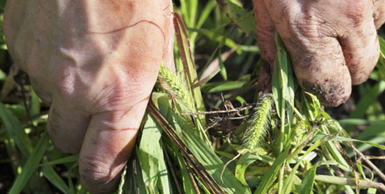 Landscape Bed Weed Control