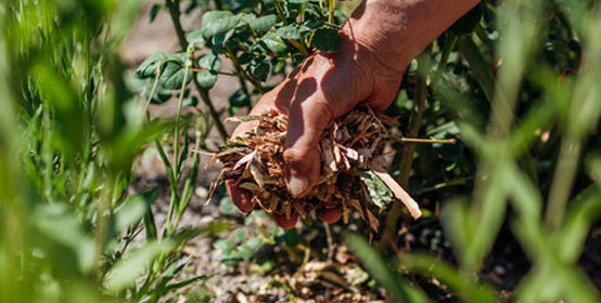 Mulching