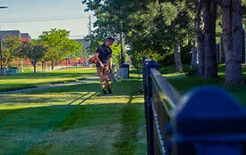 Removing Weed on lawn