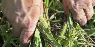 Landscape Bed Weed Control
