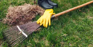 Lawn Dethatching