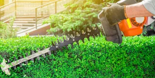 Landscape Hedging