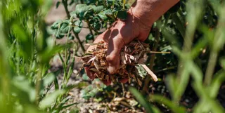 Mulching