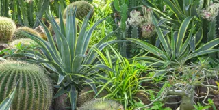 Xeriscape Landscaping